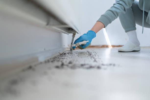 Best Pest Inspection Near Me  in Zephyrhills North, FL